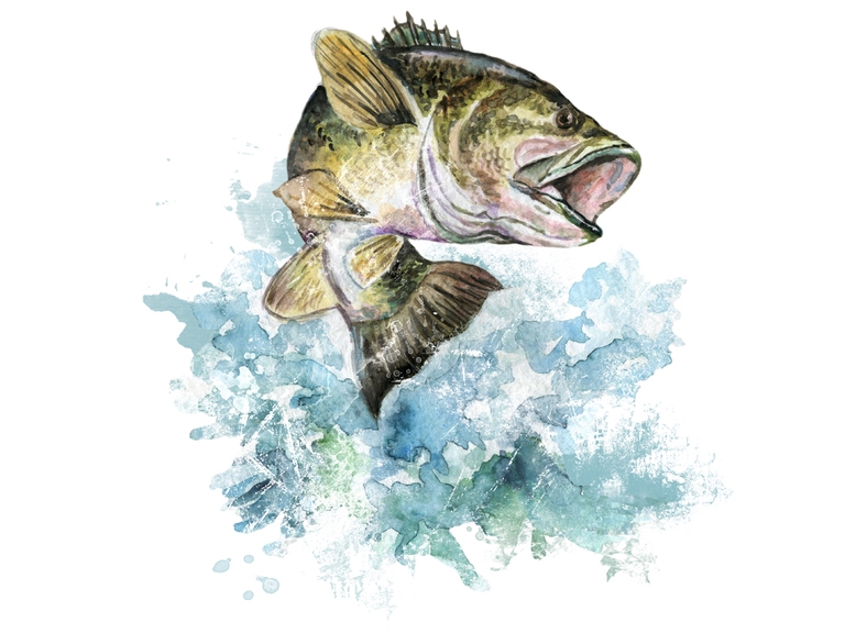 Watercolor Bass Fishing Fisherman Fish (002)