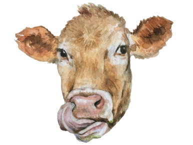 Brown Cow Head Face With Tongue Sublimation